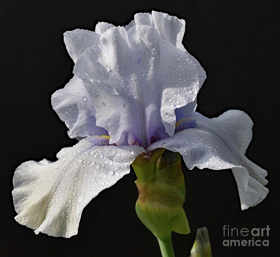 Just A Hint Of Purple - Bearded Iris Photograph