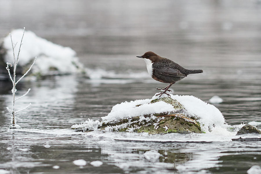 Just a light jump on the ice feathers. White-throated dipper Photograph by Jouko Lehto