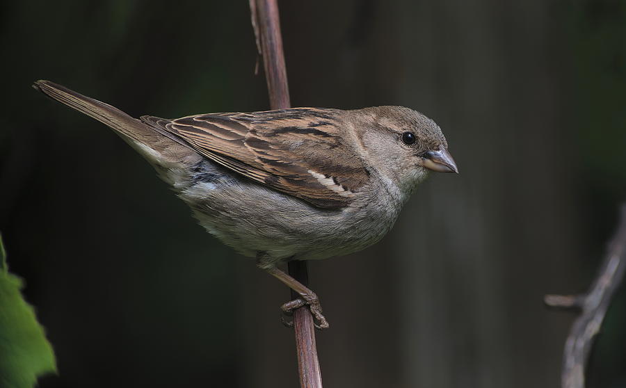 Sparrow Photograph - Just A Sparrow by Rick Brockamp