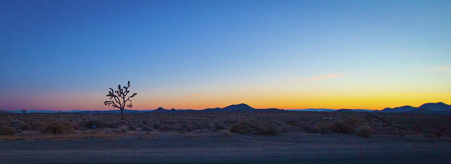 just after Sunset one sees a small plant and some hills in the d by Kim Vermaat just after Sunset one sees a small plant and some hills in the d by Kim Vermaat