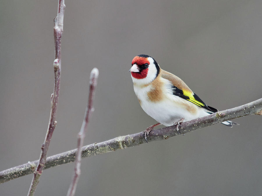 Just asking. European goldfinch Photograph by Jouko Lehto