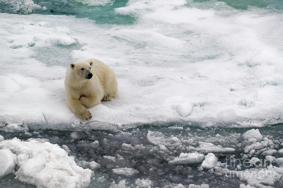 Polar Bear Resting on Arctic Sea Ice Photograph by Tom Schwabel