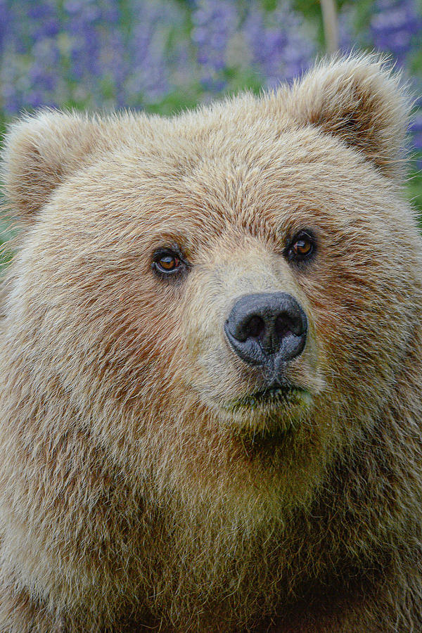Just Cute by Gary Lengyel Just Cute by Gary Lengyel