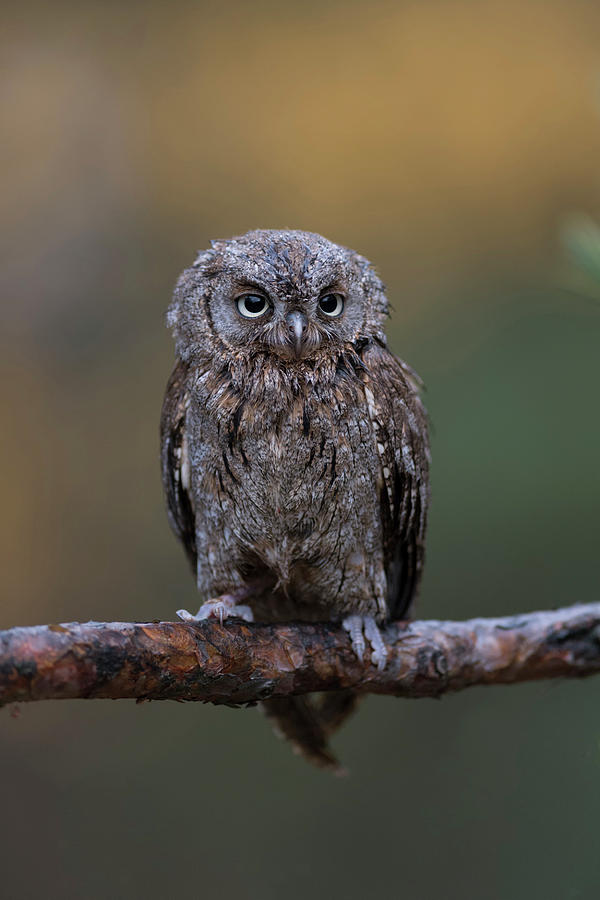 Just Cute Scops Owl Otus Scops Photograph By Wonderfulearth