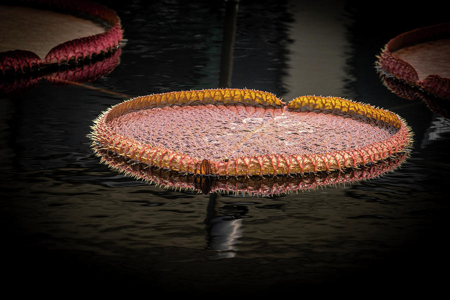Just Floating Around by Ronald Santini Just Floating Around by Ronald Santini
