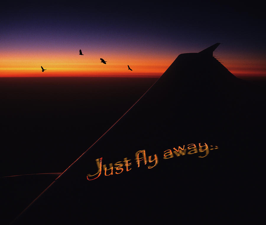 Just Fly Away Photograph