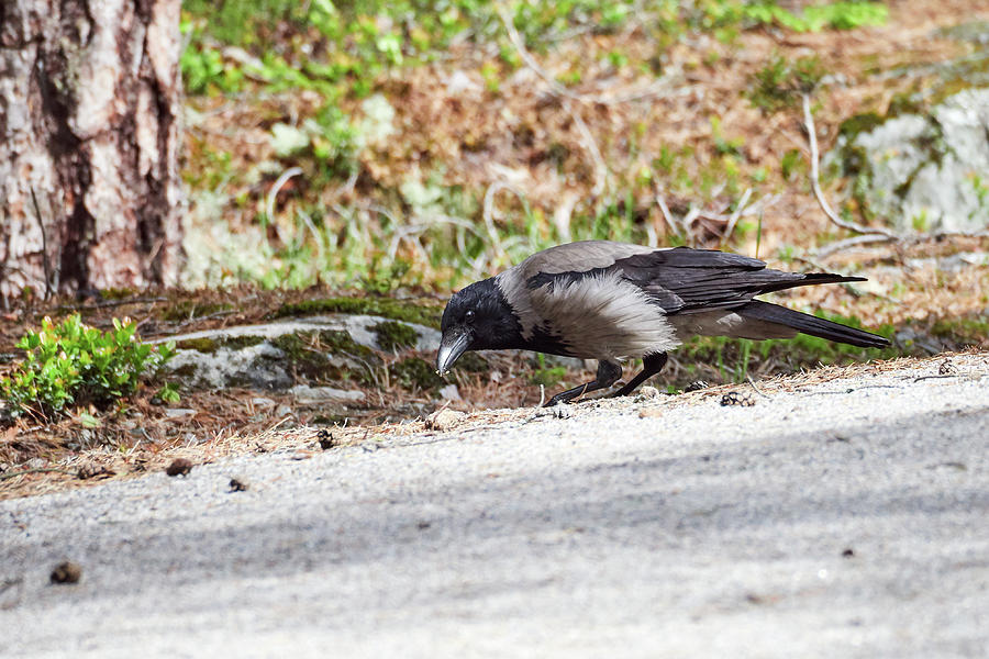 Just Found Something Interesting. Hooded Crow Photograph