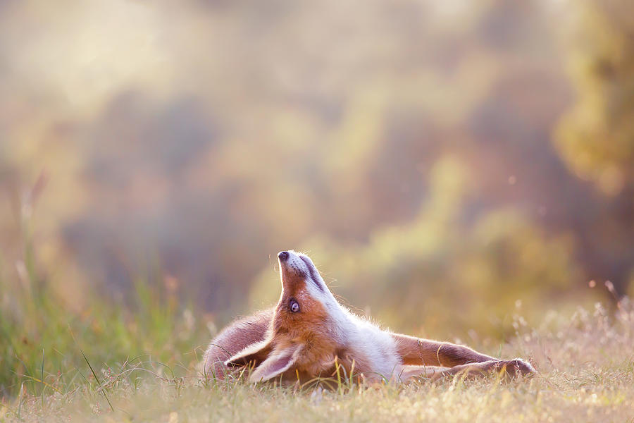 Fox Photograph - Just Happy - Happy Fox is Happy by Roeselien Raimond
