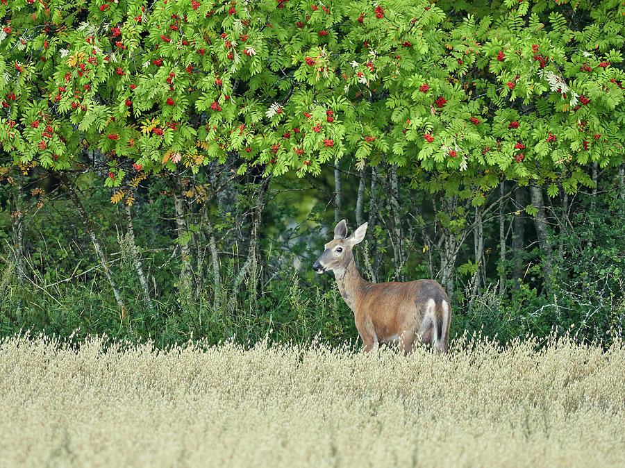 Just love those rowan berries. White-tailed deer Photograph by Jouko Lehto