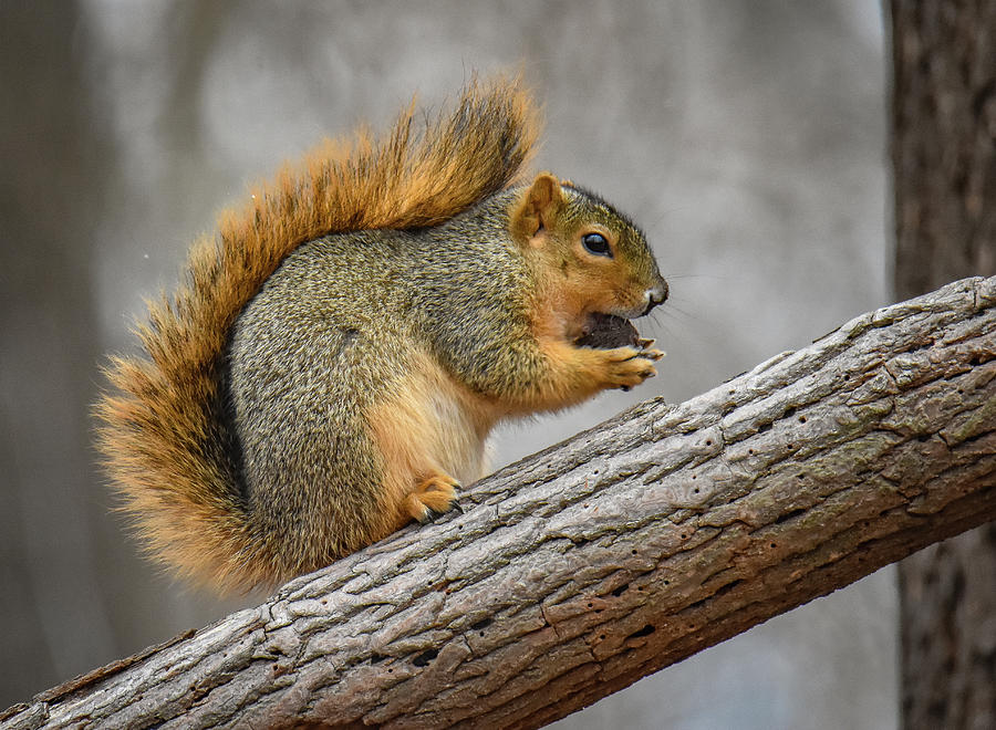 Just Nutty Photograph by Michelle Wittensoldner