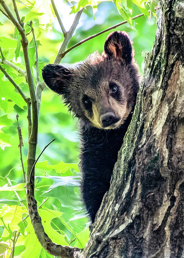 Just Plain Cute, Black Bear Cub Photograph by Marcy Wielfaert