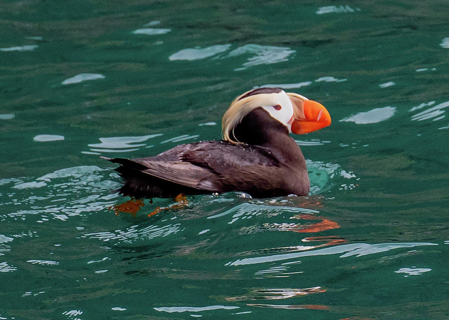 Just Puffin Along Photograph by Marcy Wielfaert