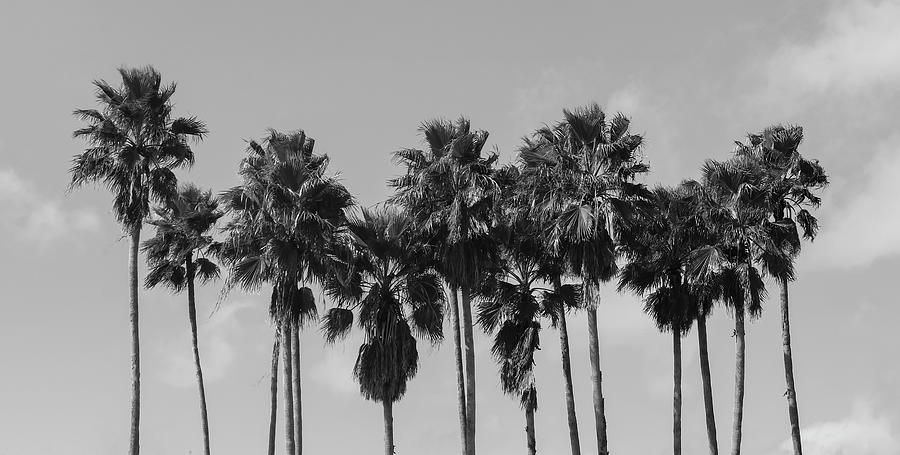 Just Some Palm Trees Photograph by Robert Wilder Jr