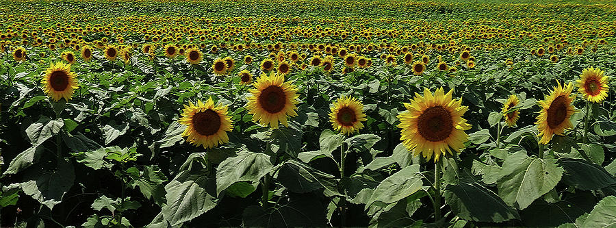 Just Sunflowers Photograph