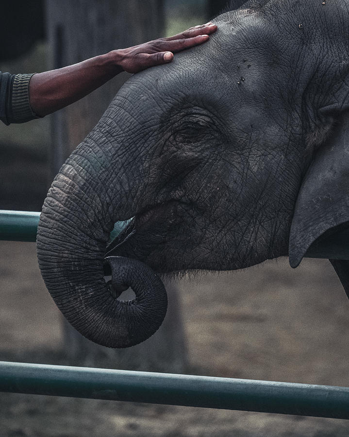 Just Touch And Listen… Photograph by Onur Guney Just Touch And Listen… Photograph by Onur Guney