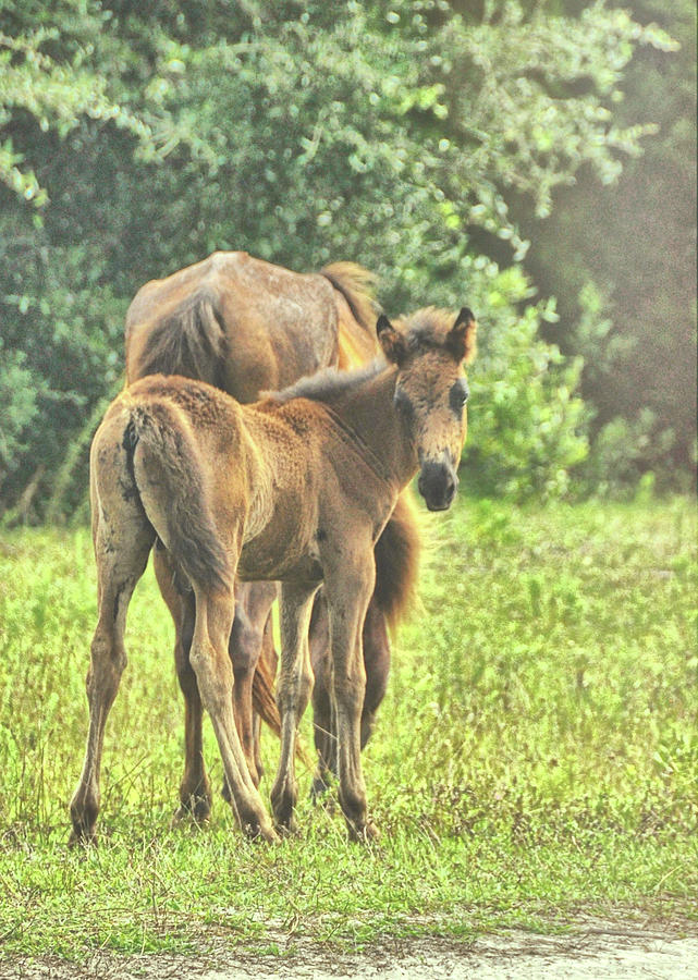 Just Weeks Old Photograph by Dressage Design