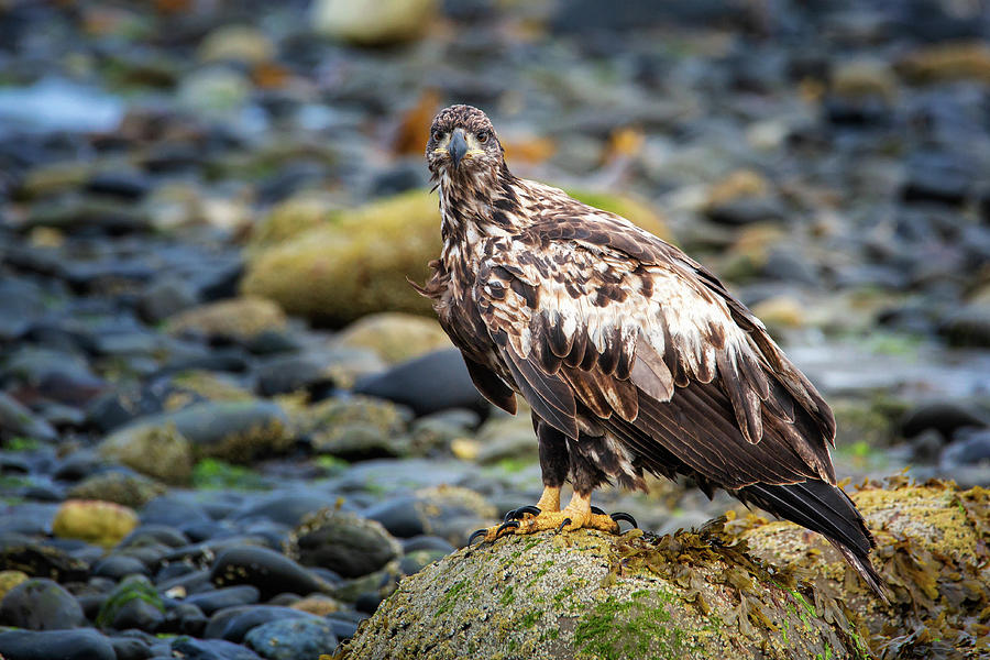 Juvenile American Bald Eagle Photograph by Alex Mironyuk - Fine Art America