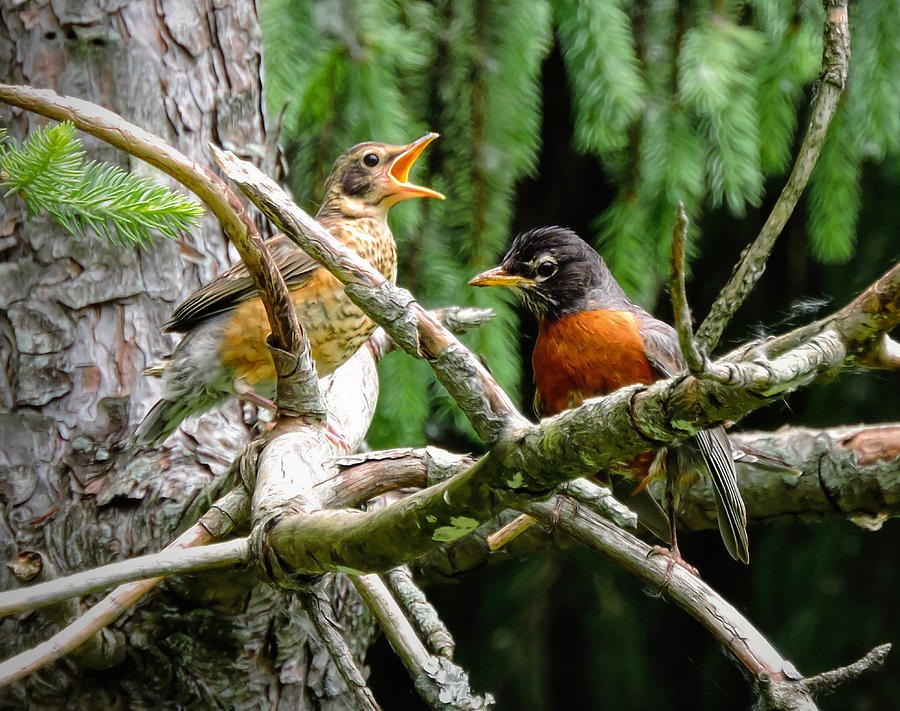 Juvenile and Adult Robin Photograph by Susan Hope Finley