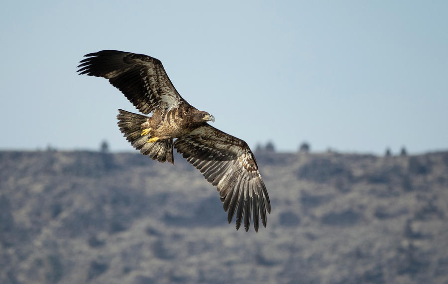 Juvenile Bald Eagle #3 Photograph by Elizabeth Waitinas