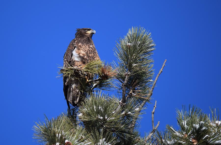 Bald Eagle Photograph - Juvenile Bald Eagle by Dana Hardy Bald Eagle Photograph - Juvenile Bald Eagle by Dana Hardy