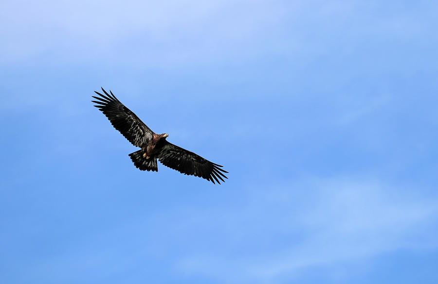 Juvenile Bald Eagle Photograph by Debbie Oppermann