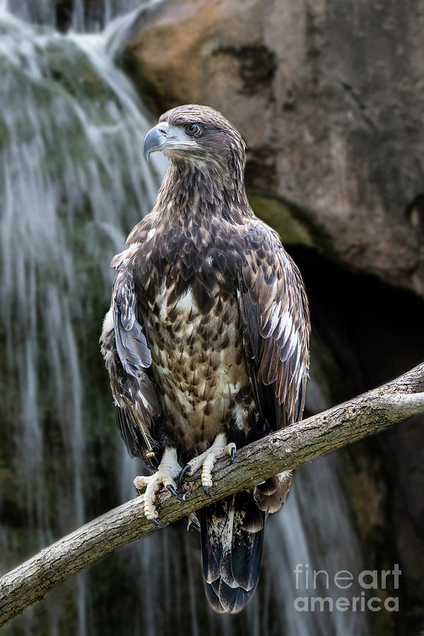 Juvenile Bald Eagle Photograph by Ed Taylor