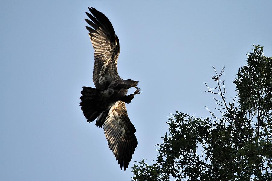 Juvenile Bald Eagle Flight Ohio Photograph