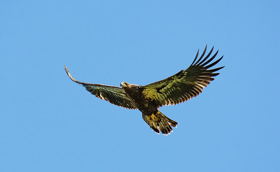 Juvenile Bald Eagle Flying