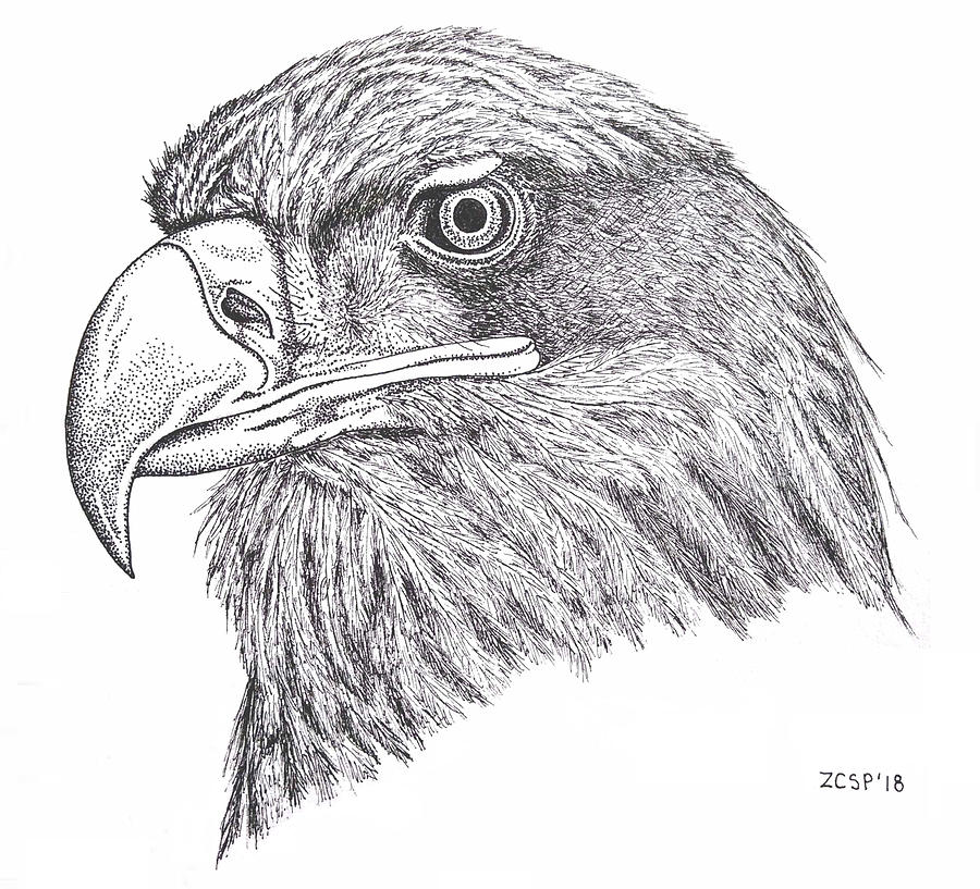Eagle Drawing - Juvenile Bald Eagle - Haliaeetus leucocephalus by Zephyr Polk