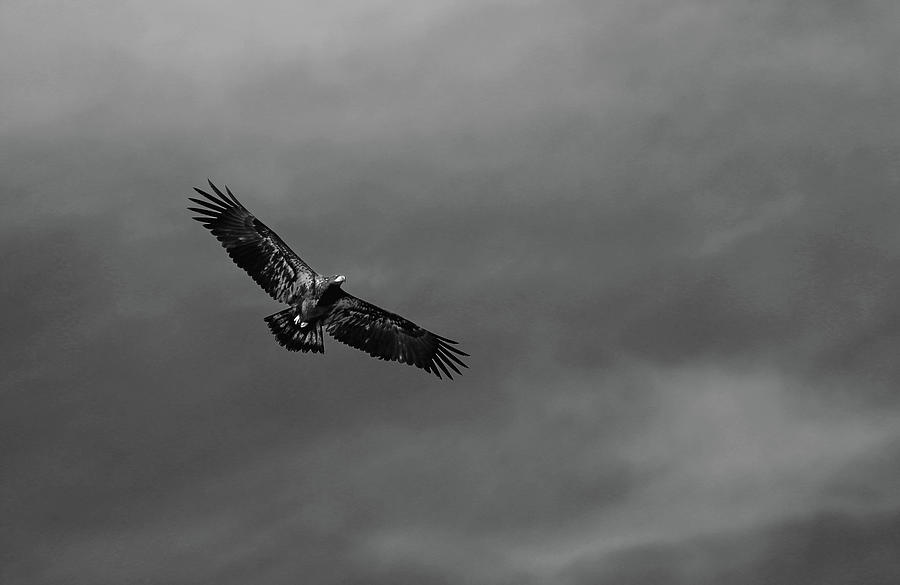 Juvenile Bald Eagle I Photograph by Debbie Oppermann