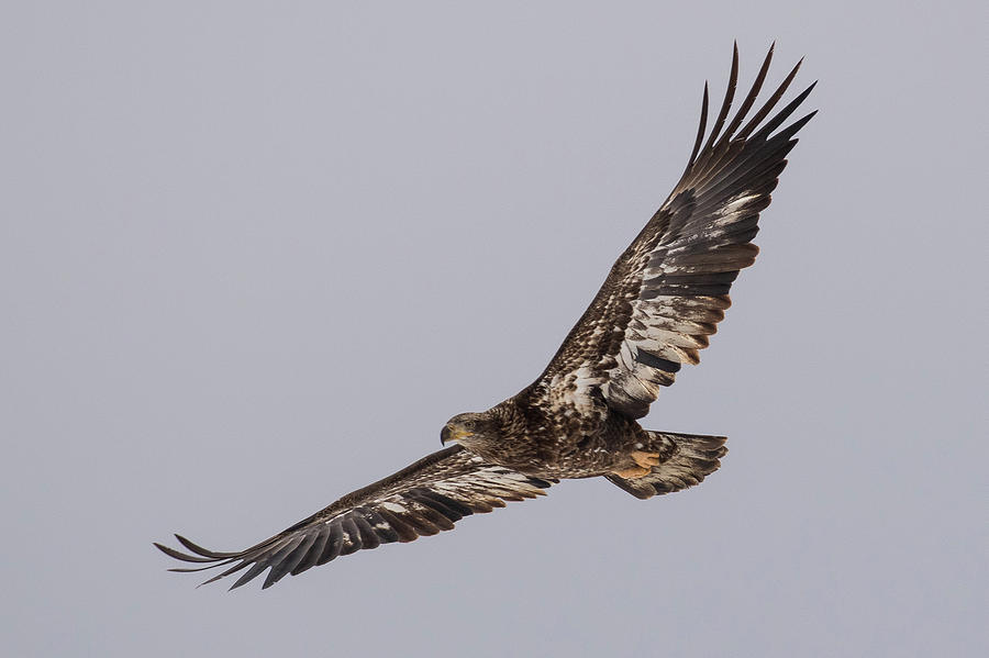 Juvenile Bald Eagle In Flight