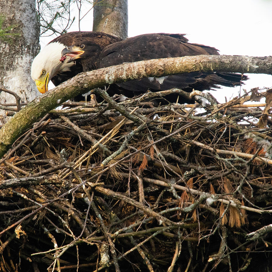 Bird Photograph - Juvenile Bald Eagle Is Fed River Eel By Adult Eagle In Nest by Cavan Images