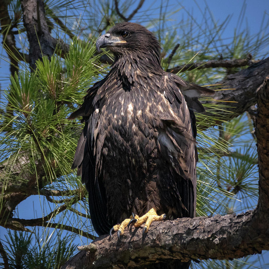 Juvenile Bald Eagle Photograph by JASawyer Imaging
