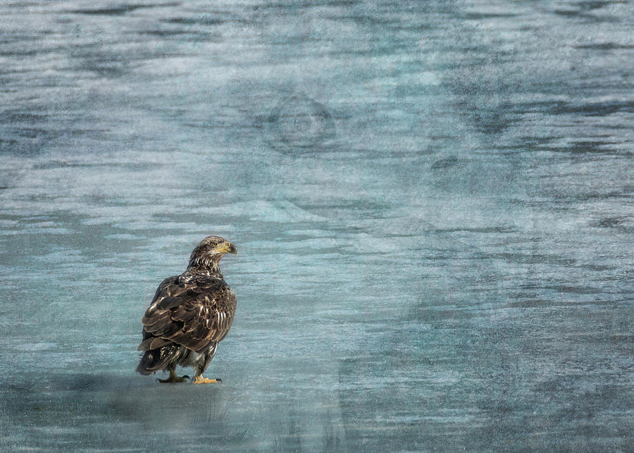 Juvenile Bald Eagle on Ice Photograph by Patti Deters