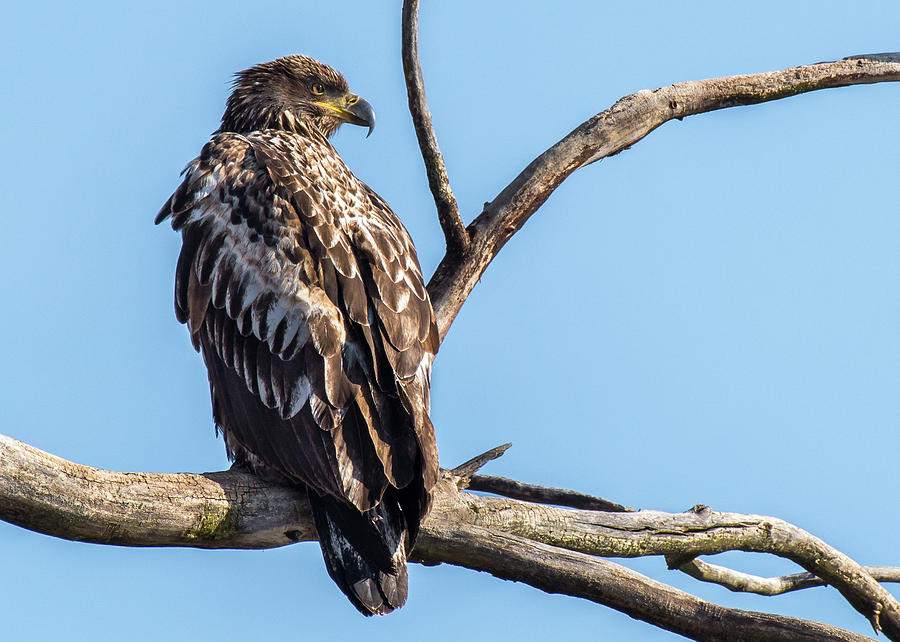 Juvenile Bald Eagle Overlooking the River Photograph by Libby Lord