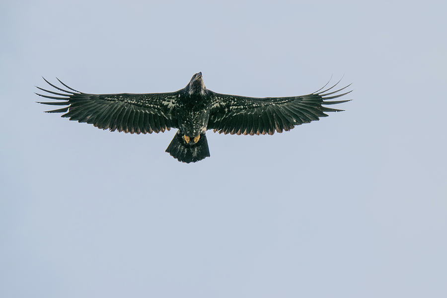 Juvenile Bald Eagle Soaring Photograph by David Lee
