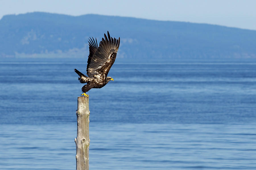 Juvenile Bald Eagle Taking Flight by Sharon Talson Juvenile Bald Eagle Taking Flight by Sharon Talson