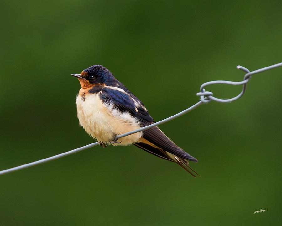 Juvenile Barn Swallow Photograph by Jurgen Lorenzen