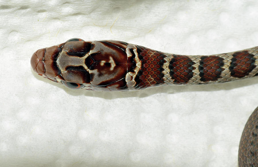 Juvenile Black Racer Snake Photograph by Larah McElroy