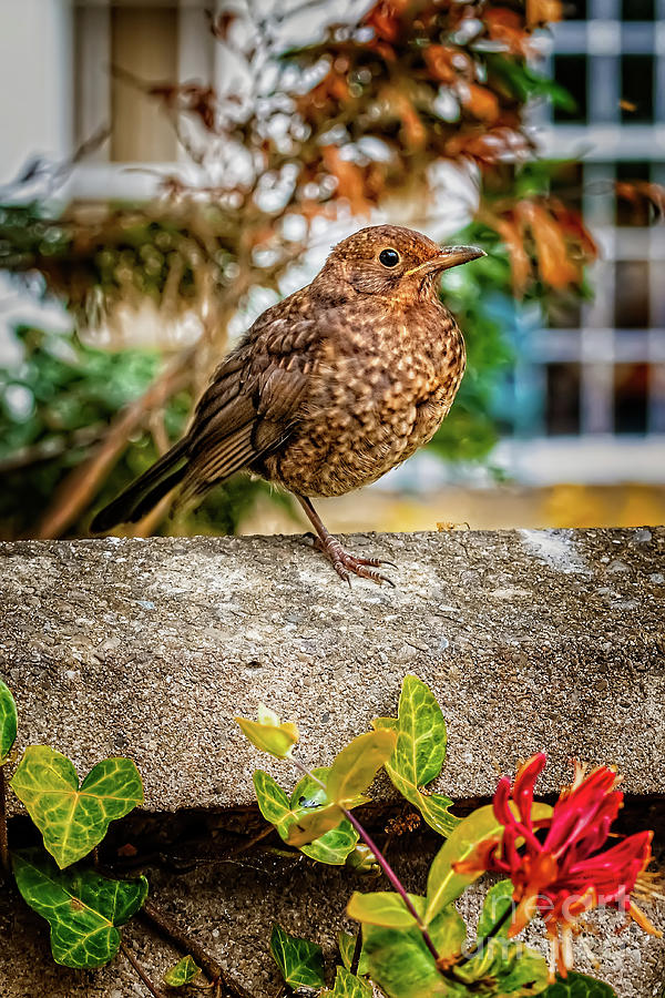 Juvenile Blackbird Photograph by Adrian Evans