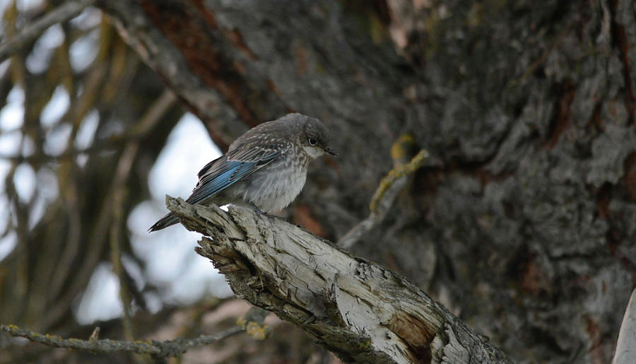 Juvenile Bluebird Photograph by Whispering Peaks Photography