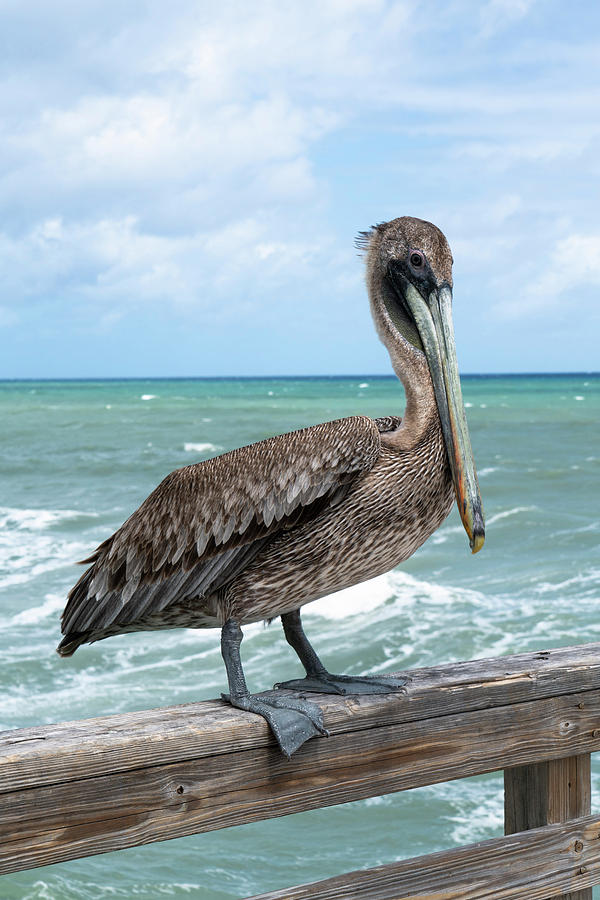 Juvenile Brown Pelican Photograph