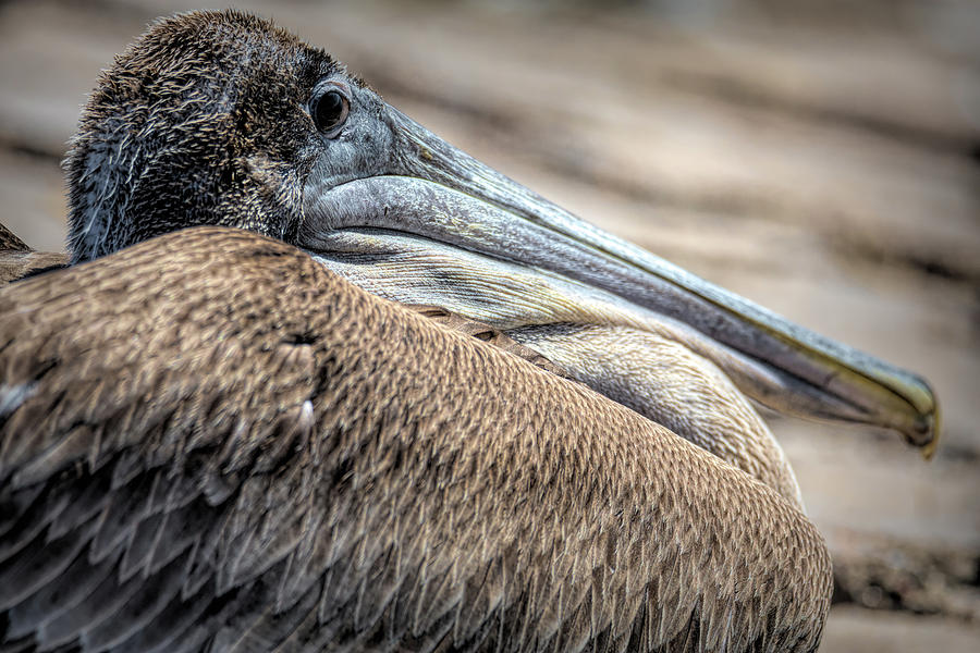 Juvenile Brown Pelican Resting at the Jetties  Photograph by Debra Martz