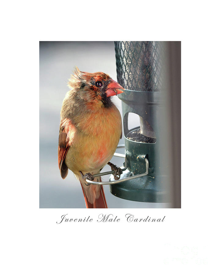 Juvenile Cardinal Photograph by Dianne Morgado
