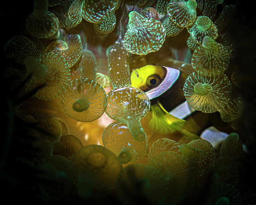 Juvenile Clarks Anemonefish Amphiprion Photograph by Bruce Shafer