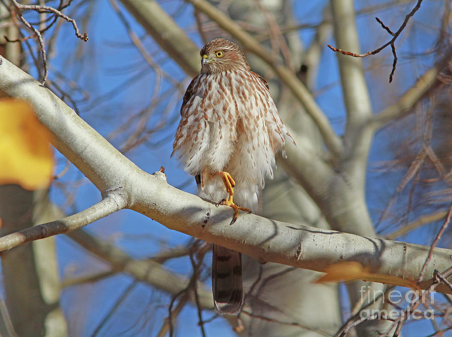 Juvenile Coopers Hawk Photograph by Gary Wing