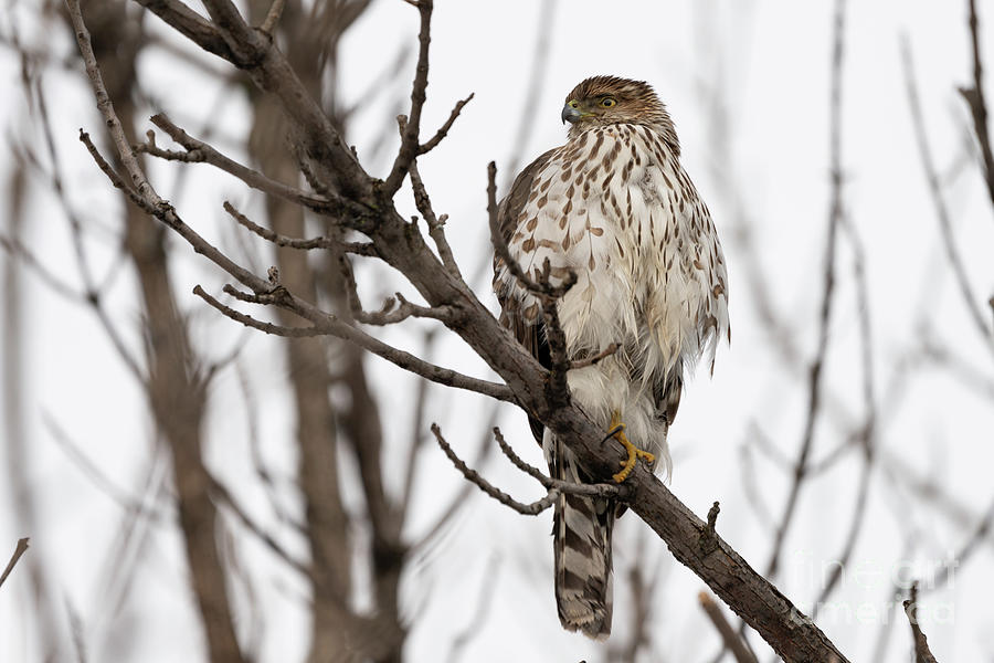 Juvenile coopers hawk by Sam Rino Juvenile coopers hawk by Sam Rino