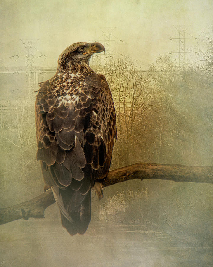 Juvenile Eagle  Photograph by Rosette Doyle