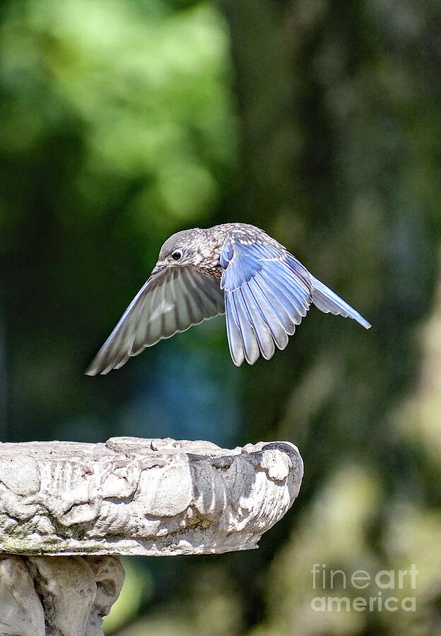 Juvenile Eastern Bluebird Coming In For A Landing Photograph