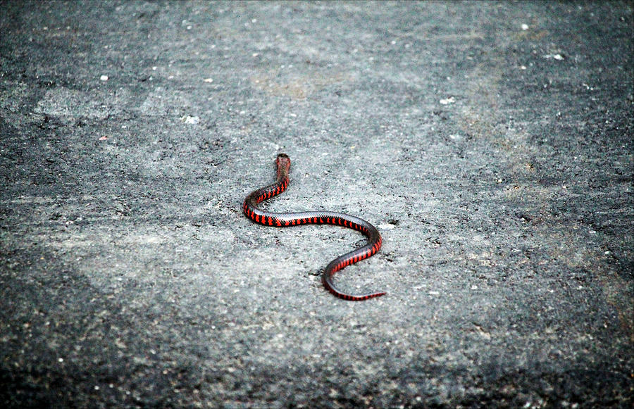 Juvenile Eastern Mud Snake Photograph by Cynthia Guinn